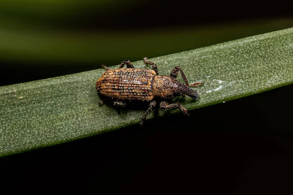 Vero Weevil Adulto Della Famiglia Curculionidae — Foto Stock