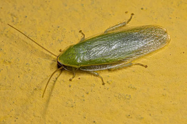Adult Green Giant Cockroach Genus Panchlora — Fotografia de Stock