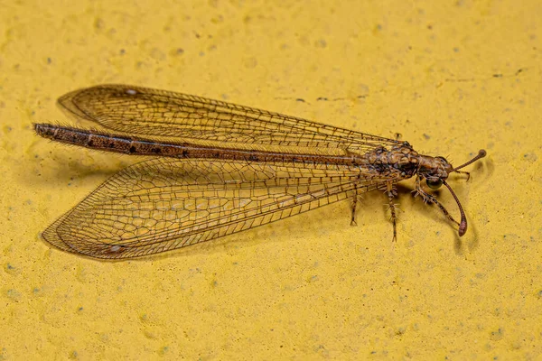 Adult Antlion Insect Van Familie Myrmeleontidae — Stockfoto