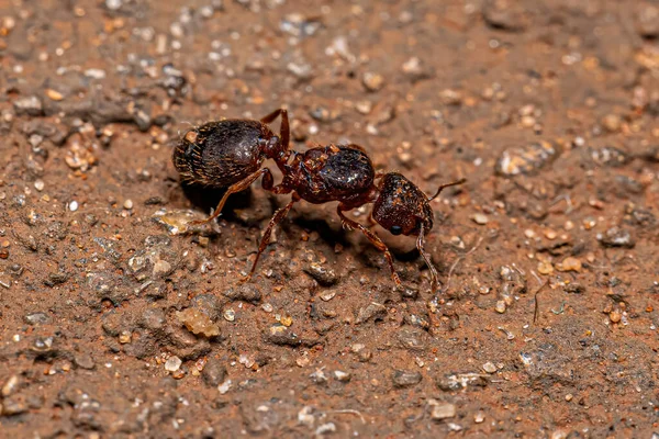 Adult Female Big Headed Ant Queen Genus Pheidole — Stock Photo, Image