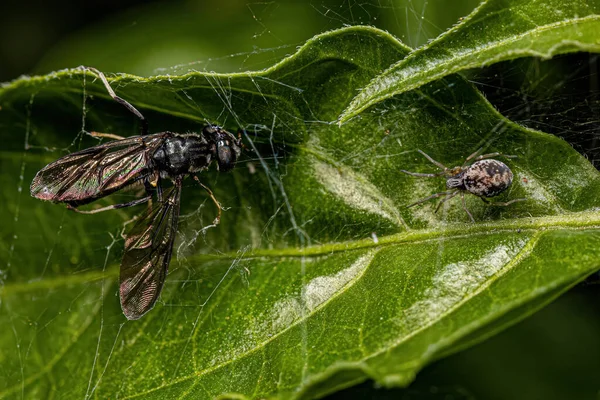 Dictynidae Ailesinden Küçük Örümceği Hermetia Albitarsis Cinsinden Yetişkin Bir Asker — Stok fotoğraf