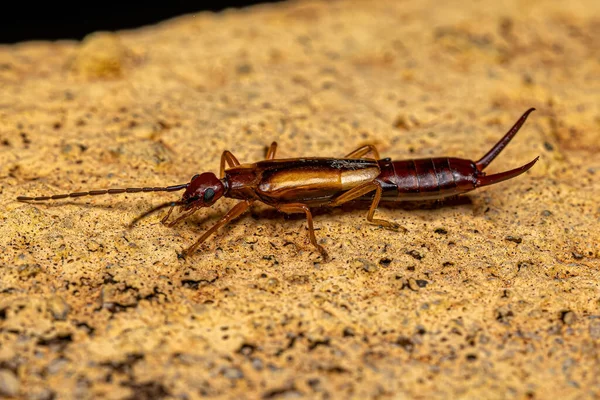 stock image Adult Common Earwig of the order Dermaptera