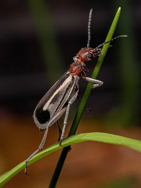 Epicauta Cinsinin Yanan Yetişkin Böceği — Stok fotoğraf