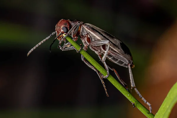 Kumbang Pembakar Dewasa Dari Genus Epicauta — Stok Foto