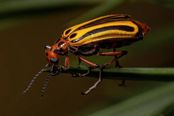 Adult Blister Beetle Genus Pyrota — Stock Photo, Image