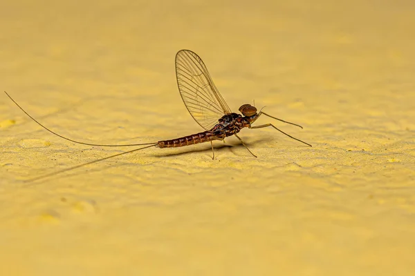 Ενηλίκων Αρσενικό Mayfly Έντομα Της Οικογένειας Baetidae — Φωτογραφία Αρχείου
