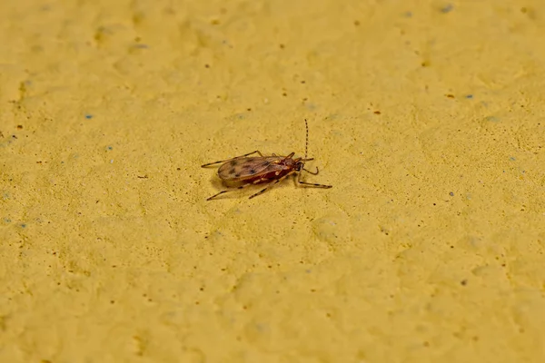 Cecidomyiidae familyasından yetişkin cüce.