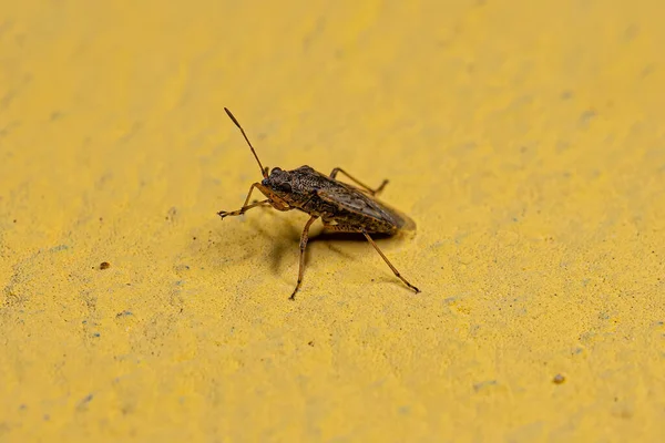 Adult Seed Bug Subfamily Orsillinae — Stock Photo, Image