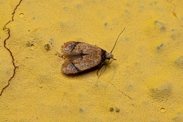 超家族Gelechioidea的成虫角蛾 — 图库照片