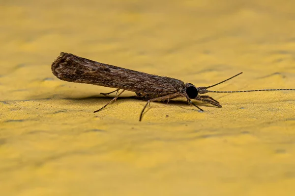 Ενηλίκων Caddisfly Εντόμων Της Genus Marilia — Φωτογραφία Αρχείου