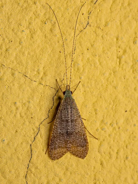 Leptonema Cinsinin Yetişkin Caddisfly Böceği — Stok fotoğraf