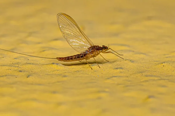 Dospělý Samice Mayfly Hmyz Čeledi Baetidae — Stock fotografie