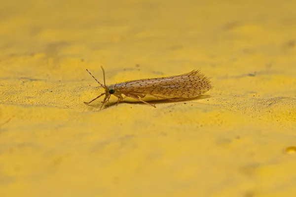 Adult Caddisfly Insect Genus Nectopsyche — Stock Photo, Image