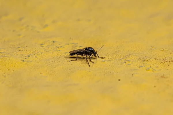 Adulto Mordendo Midge Família Ceratopogonidae — Fotografia de Stock