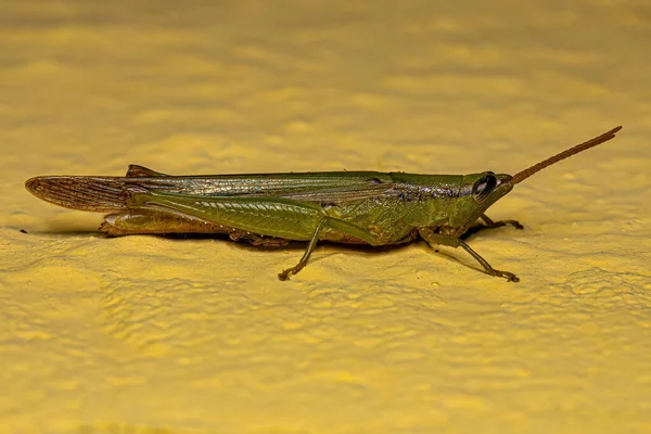 Ενηλίκων Spurthroat Toothpick Grasshopper Του Είδους Stenopola Pallida — Φωτογραφία Αρχείου