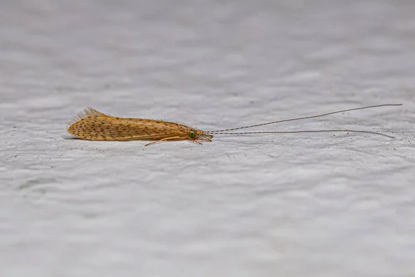Yetişkin Caddisfly Böceği Nektopsyche Cinsi — Stok fotoğraf