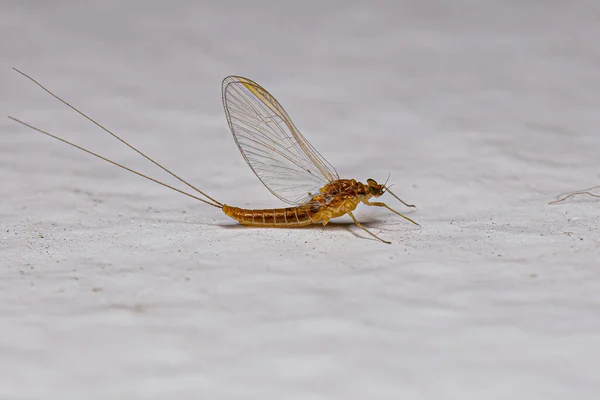 Adult Female Mayfly Insect Family Baetidae — Stock Photo, Image