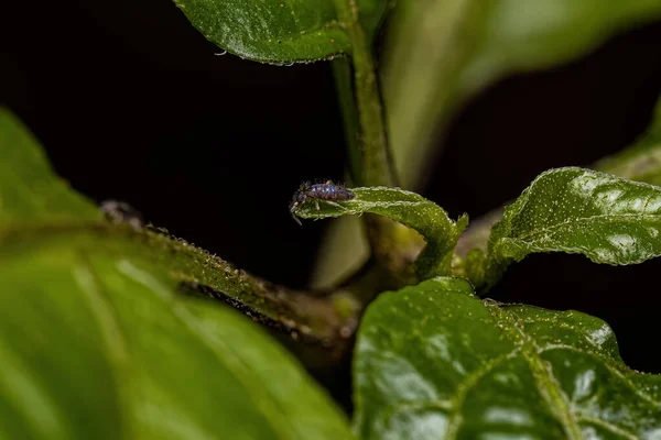 Small Elongate Springtail Arthropod Order Entomobryomorpha — Stock Photo, Image