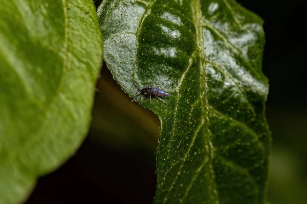 Small Elongate Springtail Arthropod Order Entomobryomorpha — Stockfoto