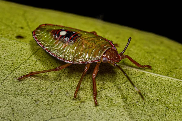 Stink Bug Nymph Subfamily Edessinae — 스톡 사진