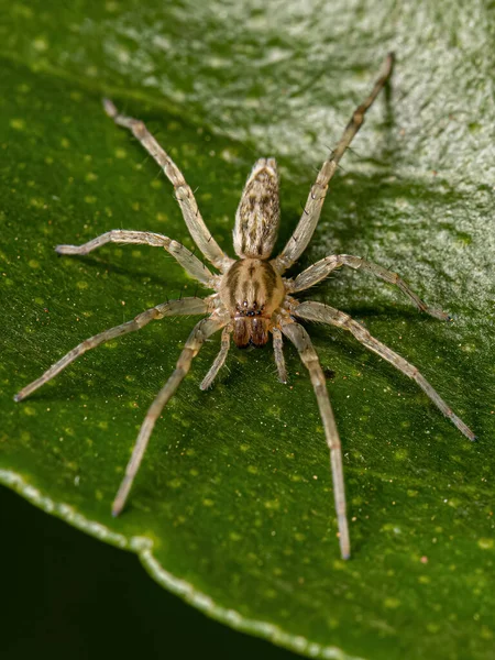 Small Ghost Spider Family Anyphaenidae — Stock Photo, Image