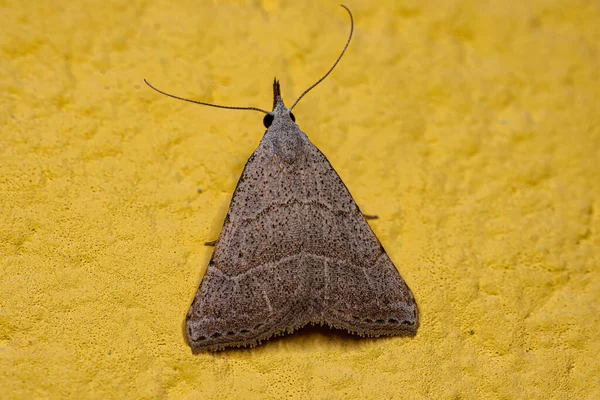 Adult Moth Insect Order Lepidoptera — Stock Photo, Image