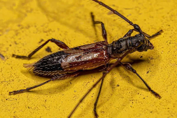 Compsibidion 서식하는 딱정벌레 의성인 — 스톡 사진