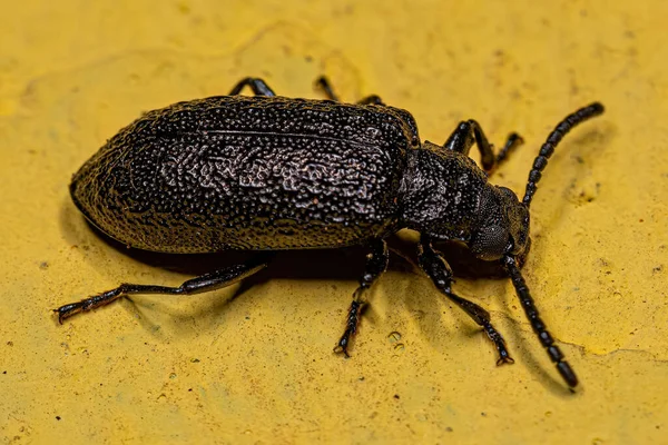 Escarabajo Adulto Del Género Phymatestes — Foto de Stock
