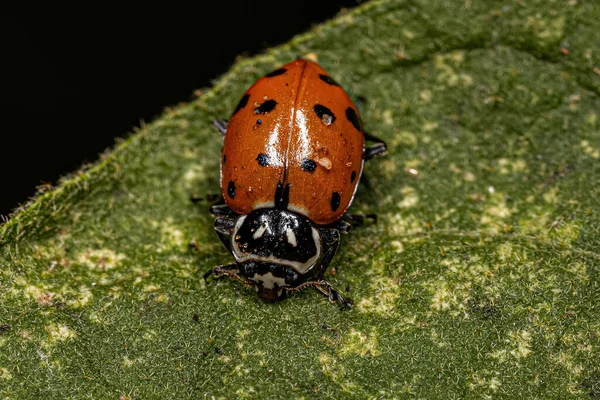 Dorosły Konwergent Lady Beetle Gatunku Hippodamia Convergens — Zdjęcie stockowe