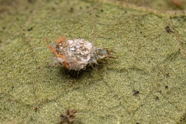 Chrysopidae Ailesinden Yeşil Lacewing Larvası — Stok fotoğraf