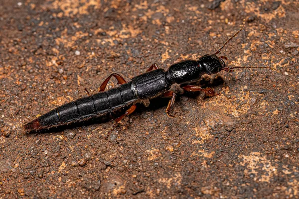 Adult Rove Beetle Family Staphylinidae — Stock Photo, Image