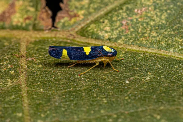 Dospělý Malý Ostrostřelec Hmyz Kmene Cicadellini — Stock fotografie
