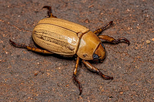 Escarabajo Metal Precioso Adulto Del Género Pelidnota — Foto de Stock