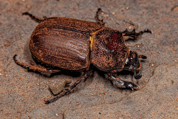 Vuxna Noshörningsskalbaggar Släktet Coelosis — Stockfoto