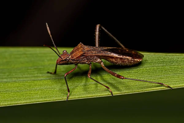 Ενηλίκων Broad Head Bug Του Είδους Neomegalotomus Parvus — Φωτογραφία Αρχείου