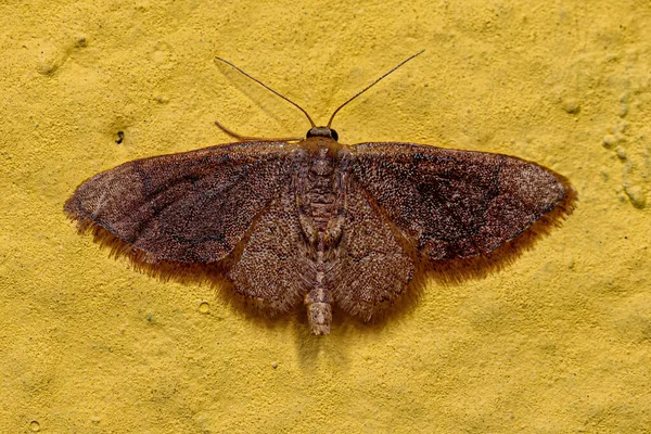 Ενηλίκων Geometer Moth Της Οικογένειας Geometridae — Φωτογραφία Αρχείου
