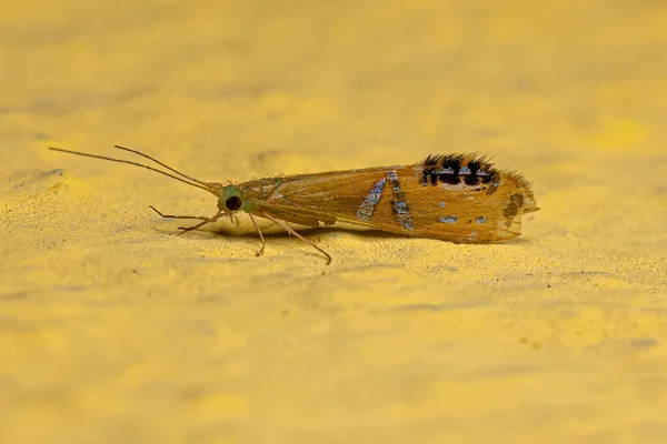 Ενηλίκων Caddisfly Εντόμων Του Genus Nectopsyche — Φωτογραφία Αρχείου