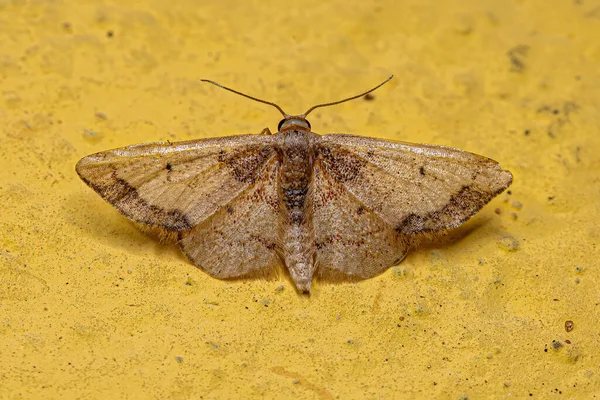 Moth Geometryczny Dla Dorosłych Rodziny Geometridae — Zdjęcie stockowe
