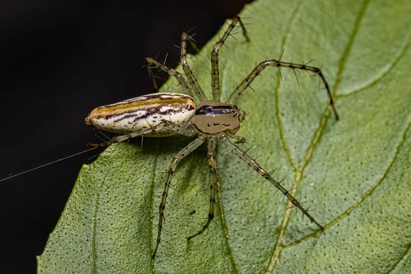 成虫种的成虫雌蛛蜘蛛 Peucetia Rubrolineata — 图库照片