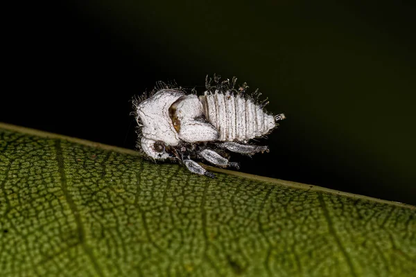 Ninfa Típica Los Treehoppers Familia Membracidae —  Fotos de Stock