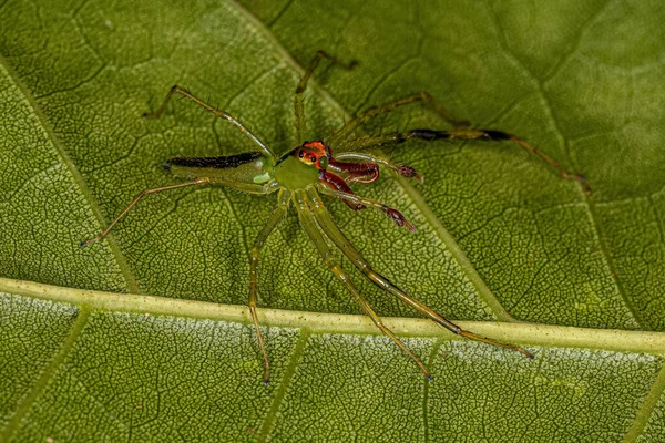 Adulto Masculino Translucent Green Jumping Spider Species Lyssomanes Bitaeniatus — Fotografia de Stock