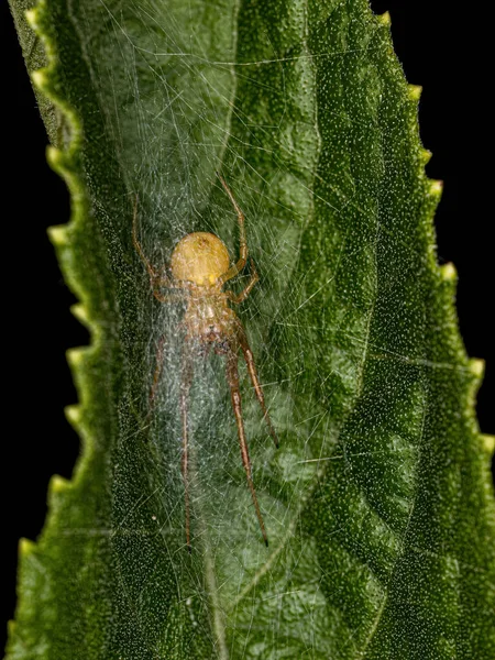 Small Entelegyne Spider Infraorder Entelegynae — Fotografia de Stock