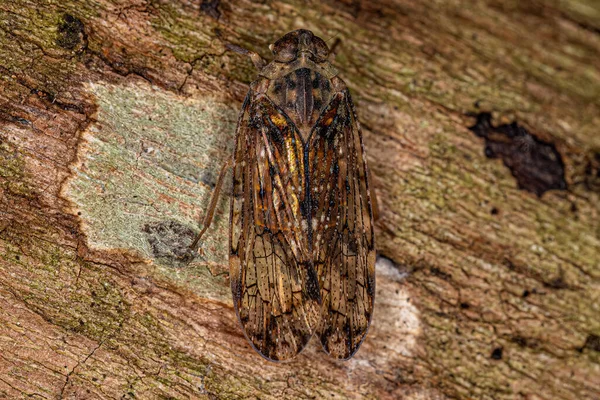 Adult Small Planthopper Insect Genus Mnemosyne — Stock Photo, Image