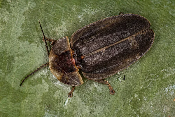Kumbang Kunang Kunang Dewasa Dari Familia Lampyridae — Stok Foto