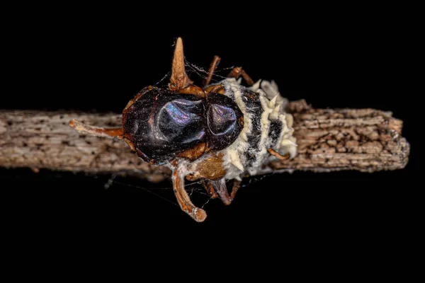 Fliegenleib Von Einem Zombie Pilz Auf Einem Ast Getötet — Stockfoto