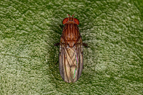 Adult Brachyceran Fly Suborder Brachycera — Stock Photo, Image