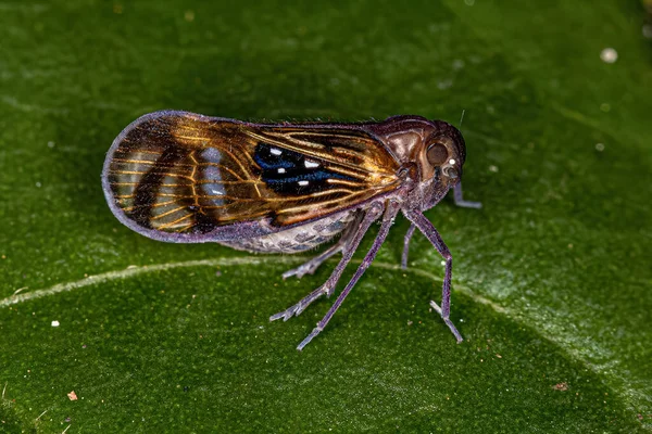 Adult Small Planthopper Insect Species Pintalia Constellaris — Stock fotografie
