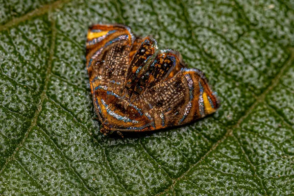 Взрослый Тортрицин Leafroboth Moth Рода Mictopficia — стоковое фото