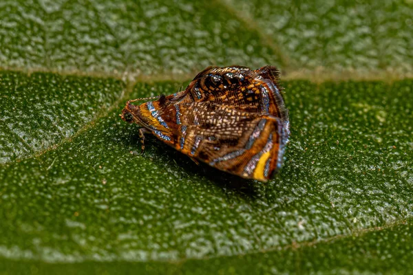 Dorośli Tortricine Leafroller Moth Rodzaju Mictopsichia — Zdjęcie stockowe