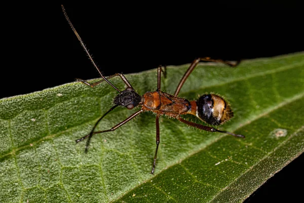 Broad Head Bug Nymph Family Alydidae — 스톡 사진